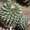 Thelocactus_rinconensis_1